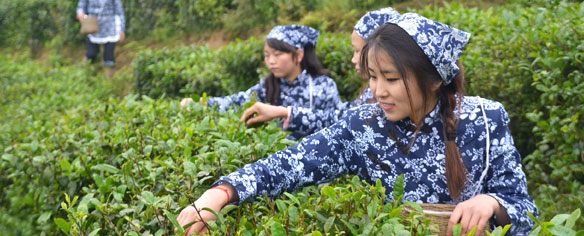 采歧陽秀芽